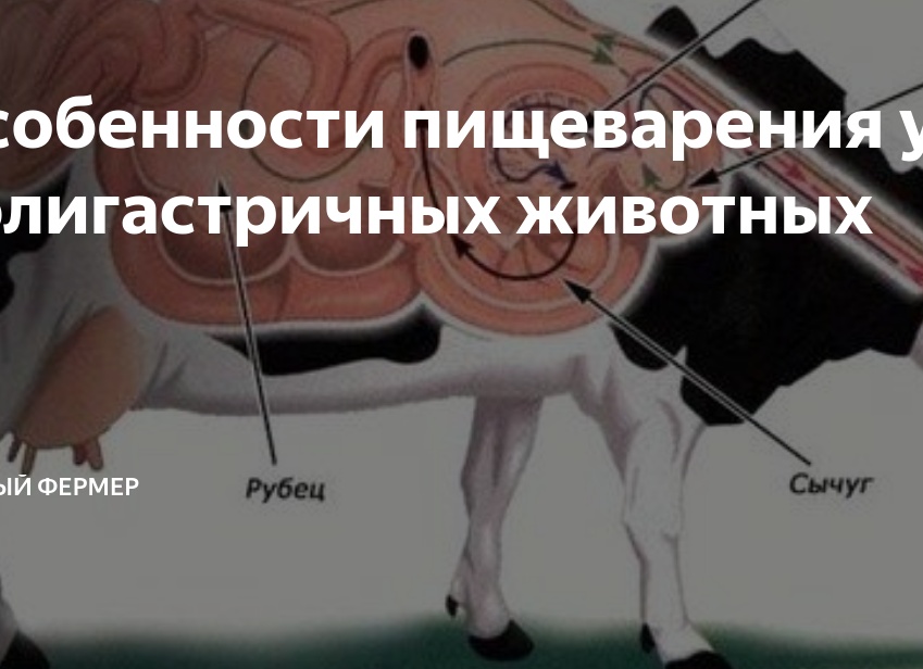 Особенности пищеварения у полигастричных животных