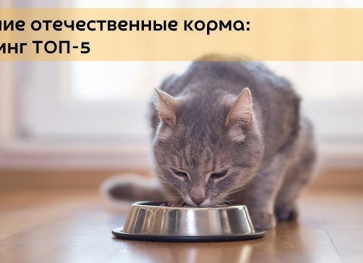 Лучшие российские корма для собак - рейтинг 2025 года (ТОП-12)