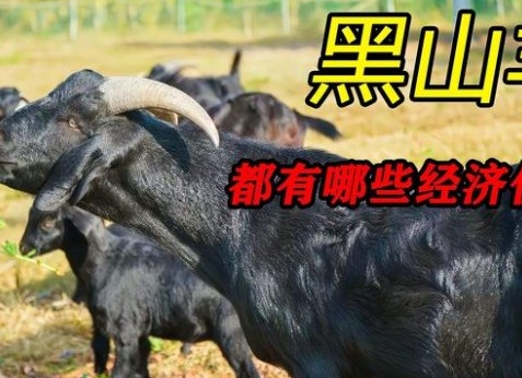 Сравнение различных систем содержания коров: стойловое и пастбищное