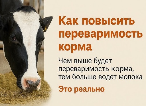 Переваримость кормов