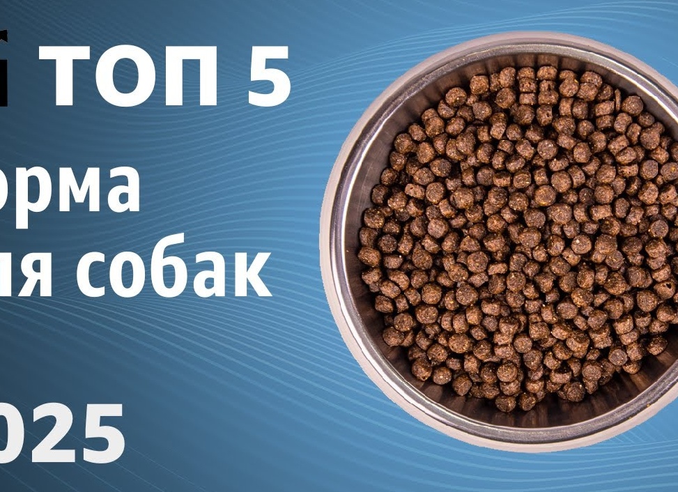 Топ-5 кормов для собак мелких пород