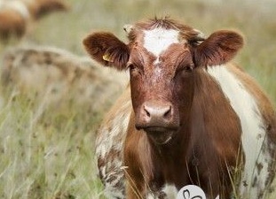 Экструдированный корм для телят от 1 месяца