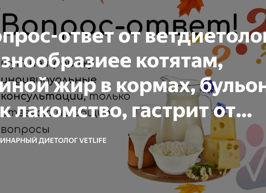 Вопрос-ответ от ветдиетолога: о кормах для профилактики МКБ, теме лучше/хуже среди кормов для животных, хранении кормов
