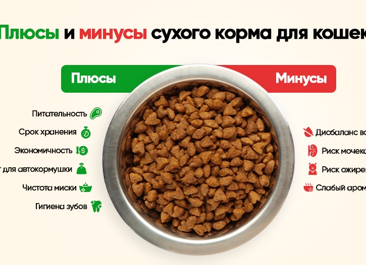 Влажный или Сухой корм для кошек: какой из них лучше для Вашей Кошки?