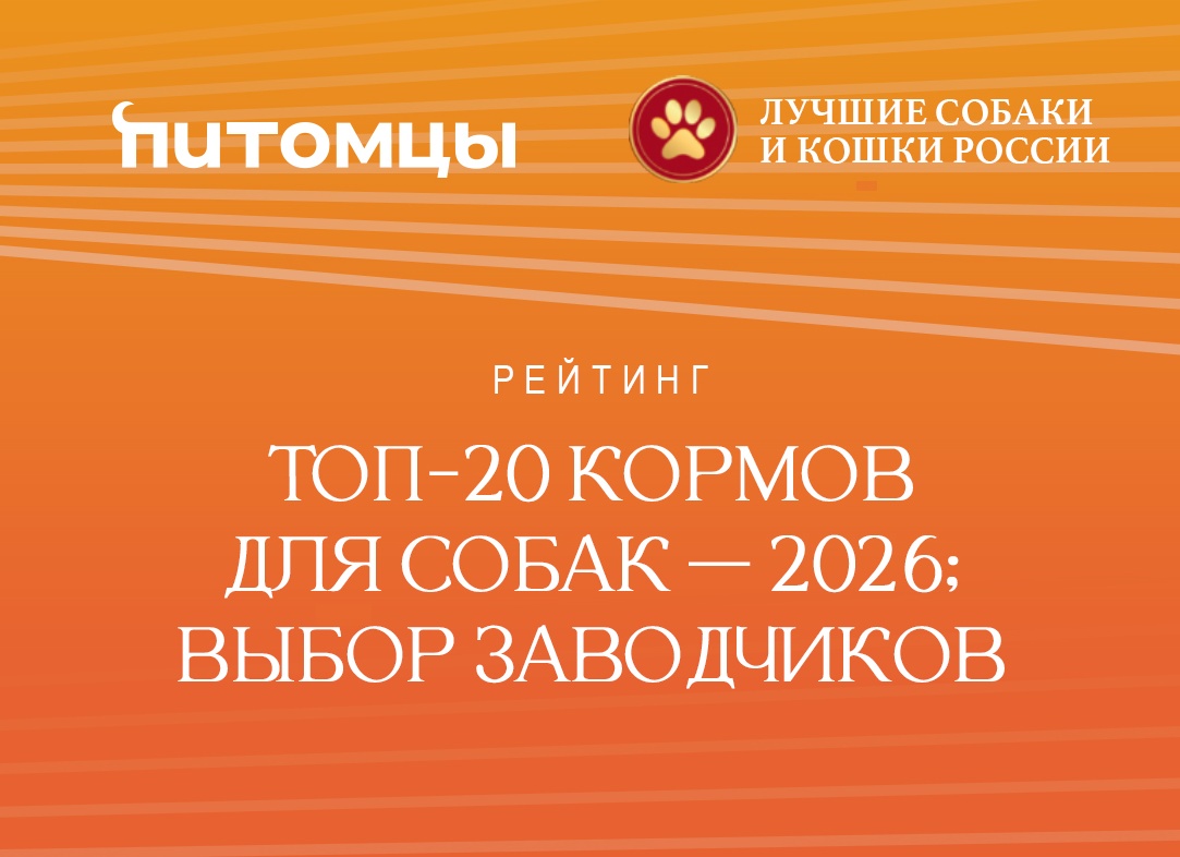 20 Лучших кормов для кошек - Рейтинг 2026
