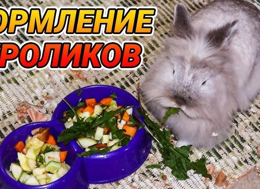Нельзя кормить Кроликов