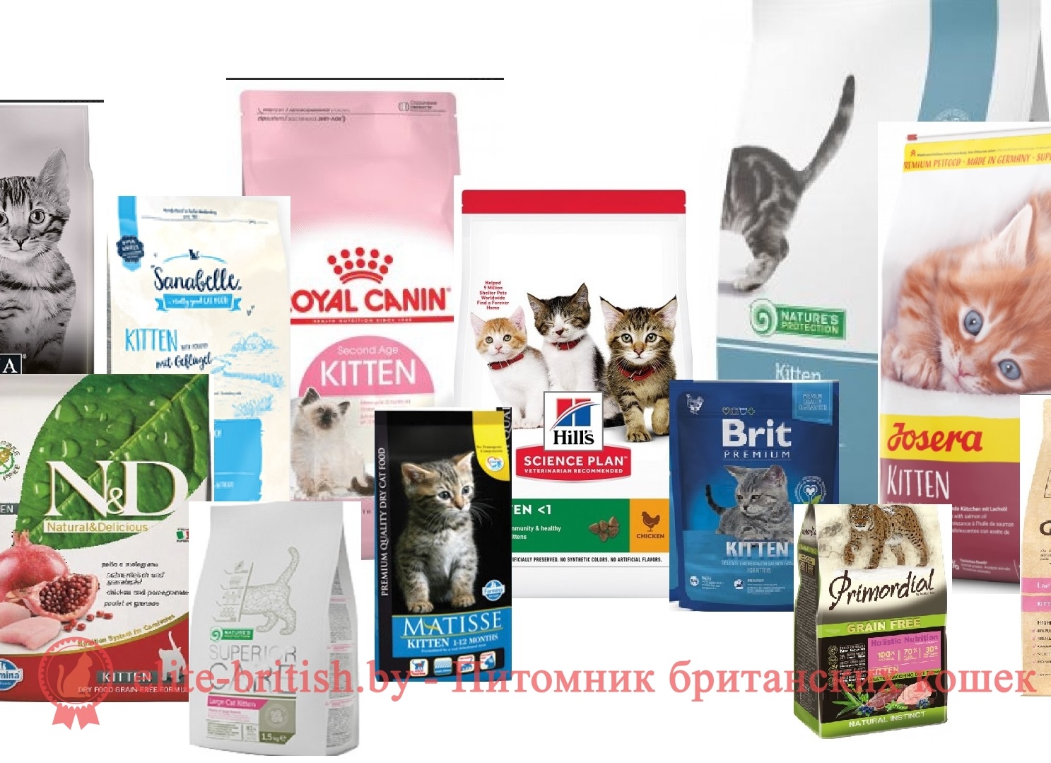 Топ-10 лучших кормов для шотландских кошек